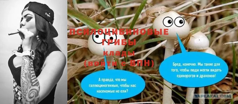 закладка  Венёв  Галлюциногенные грибы Psilocybe 